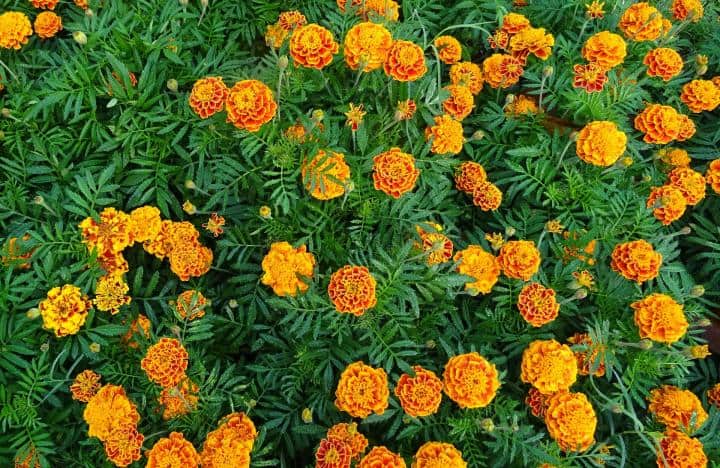 marigold