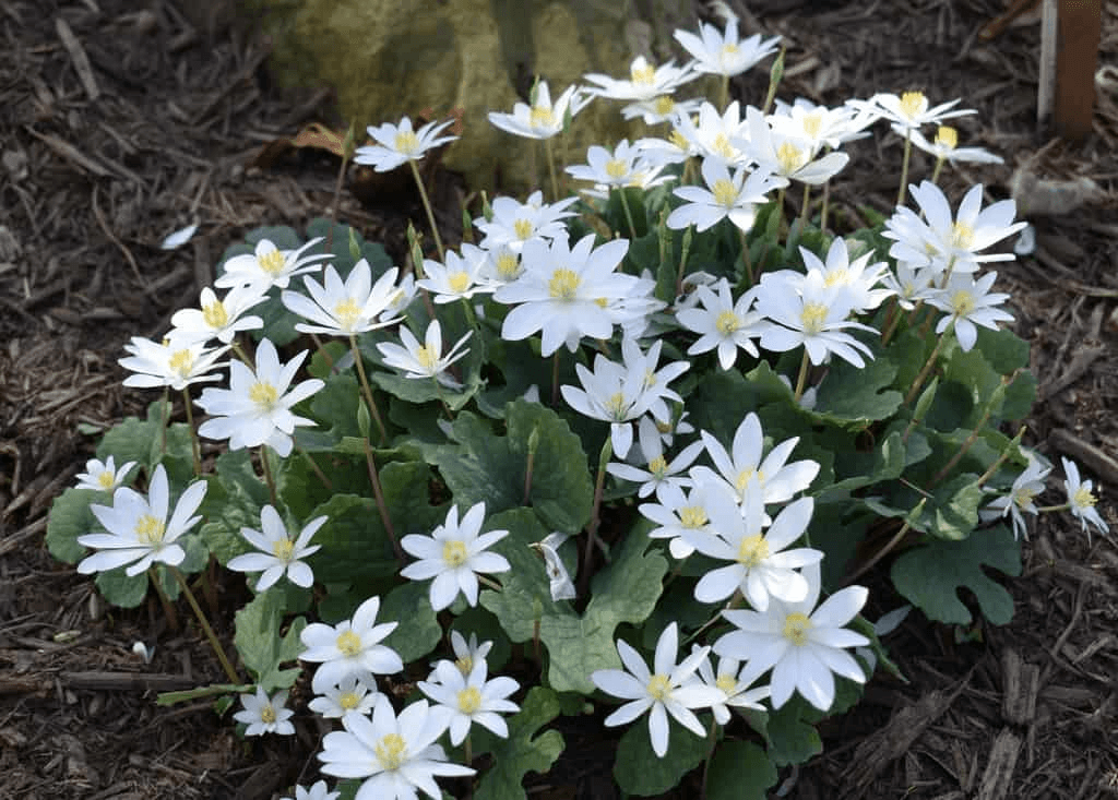 Sanguinaria Canadensis