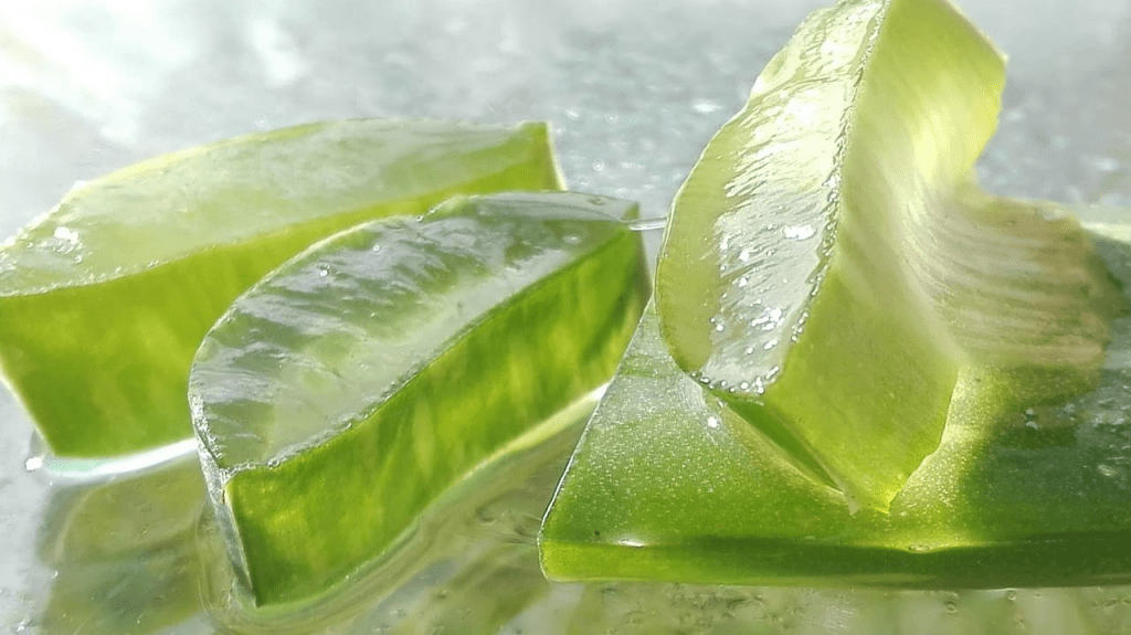 aloe vera 