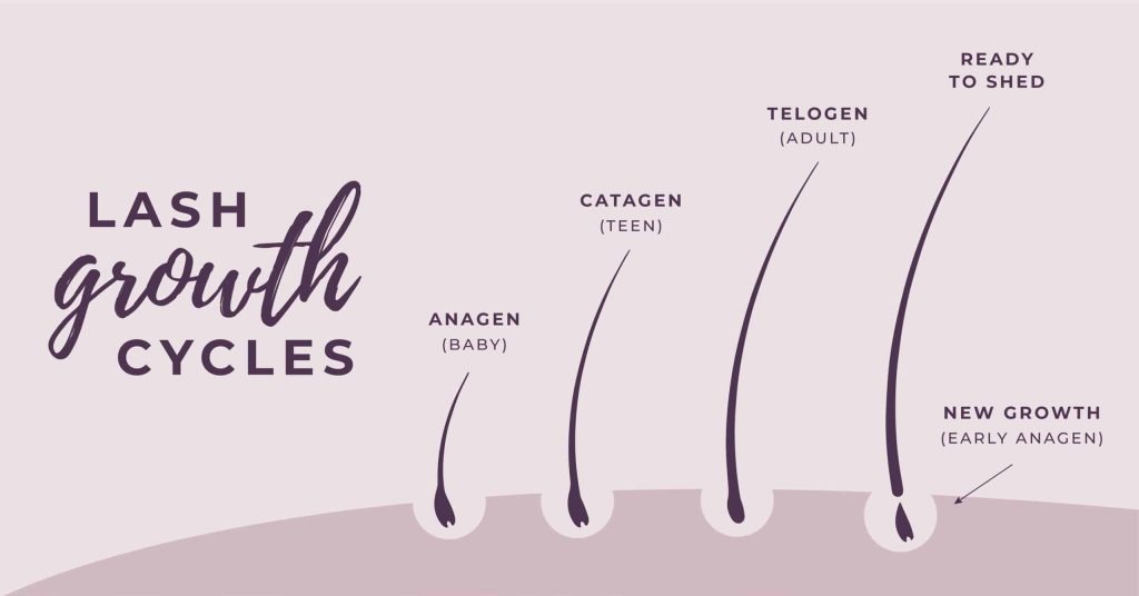 Lash growth cycle