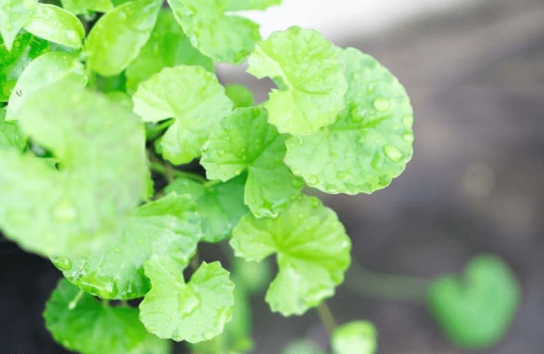 centella asiatica extract 