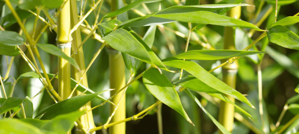 Grown Alchemist Polishing Facial Exfoliant ingredients 